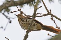 Brown thrasher.