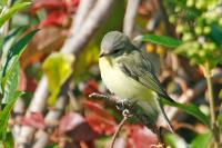 Philadelphia vireo.
