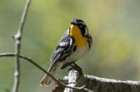 Yellow-throated warbler.