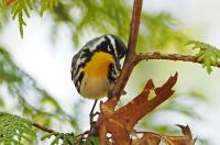 Yellow-throated warbler.