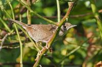 Northern house wren.