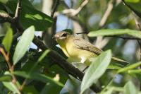 Philadelphia vireo.