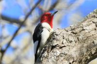 Red-headed woodpecker.