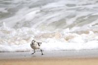 Sanderling.