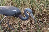 Tricolored heron.