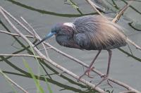 Tricolored heron.