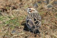 Lark sparrow.