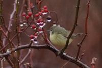 Orange-crowned warbler.