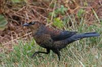Rusty blackbird.