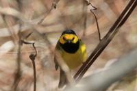 Hooded warbler.