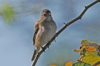 Indigo bunting.
