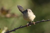 Ruby-crowned kinglet.