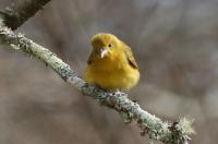 Summer tanager.