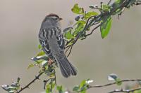 White-crowned sparrow.