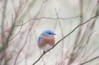 Eastern bluebird.