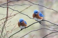 Eastern bluebirds.