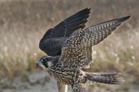 Peregrine falcon.