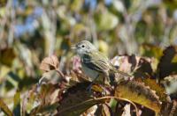 Bell's vireo.