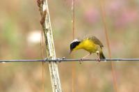 Common yellowthroat.