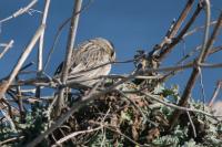 Ipswich sparrow.