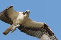 Osprey.