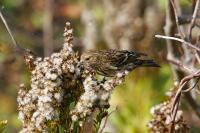 Pine siskin.
