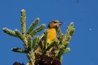 Baltimore oriole.