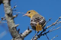 Baltimore oriole.