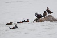 Harlequin ducks.
