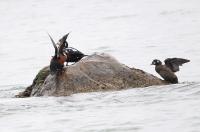 Harlequin ducks.