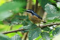 Red-breasted nuthatch.