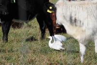 Wester cattle egret.