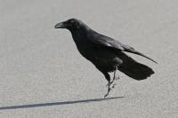 Common raven.