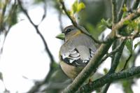 Evening grosbeak.