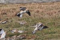 Snow buntings.