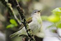 Tennessee Warbler.