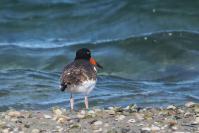 American oystercatcher.