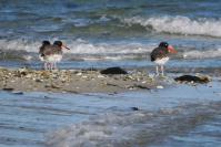 American oystercatcher.