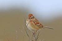 American tree sparrow.