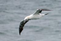 Northern gannet.