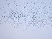 Tree swallows.