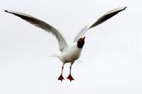 Black-headed gull.