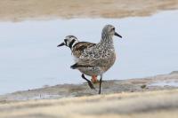 Red knot with a ruddy turnstone.