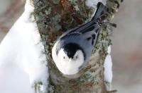 White-breasted nuthatch.