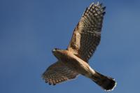 Cooper's hawk.