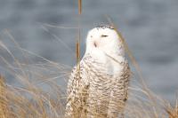 Snowy owl.