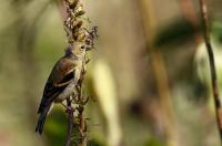 American goldfinch.