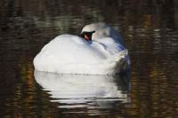 Mute swan.