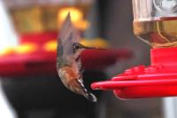 Rufous hummingbird.