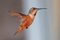 Rufous hummingbird.
